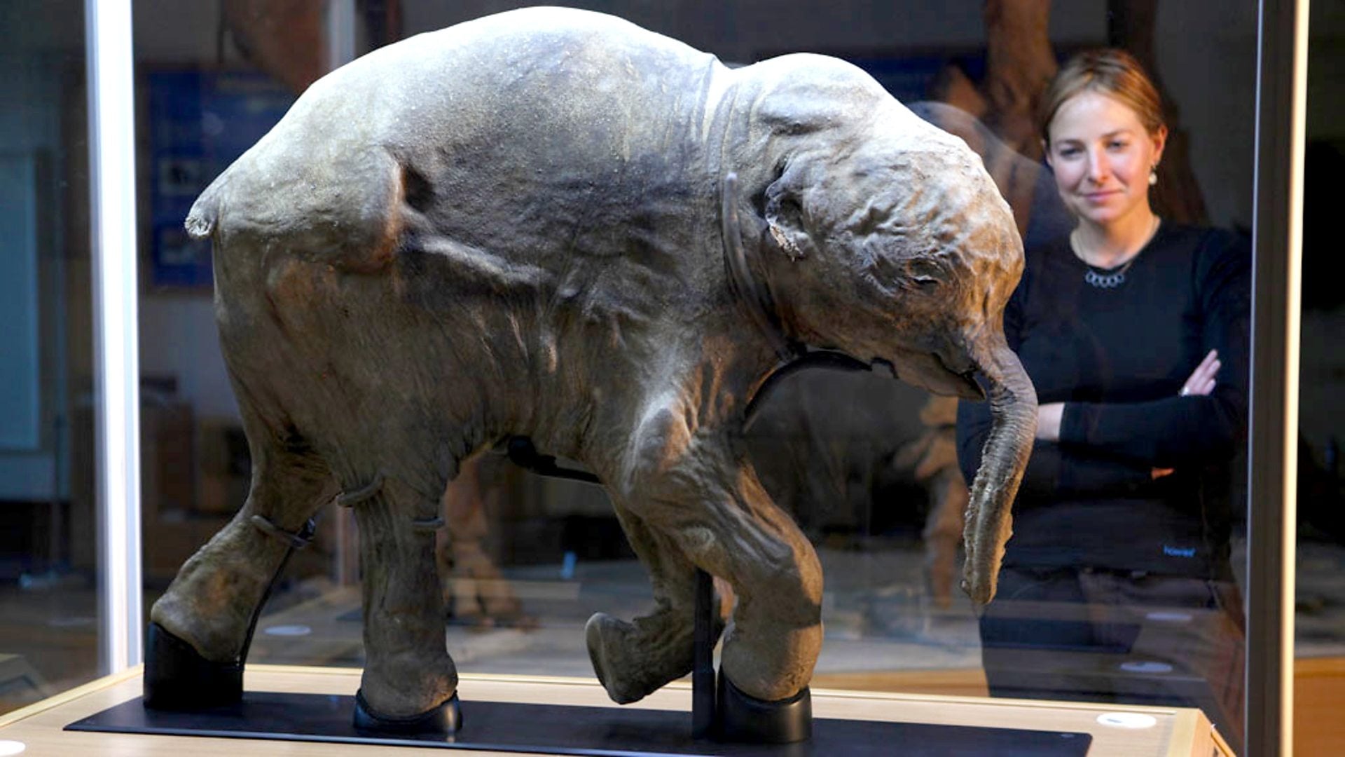 Woolly Mammoth: Secrets from the Ice|Woolly Mammoth: Secrets from the Ice