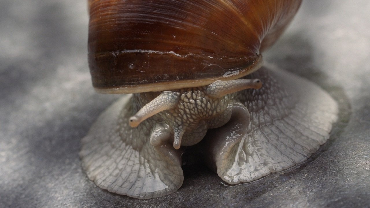Becoming Animal|Becoming Animal
