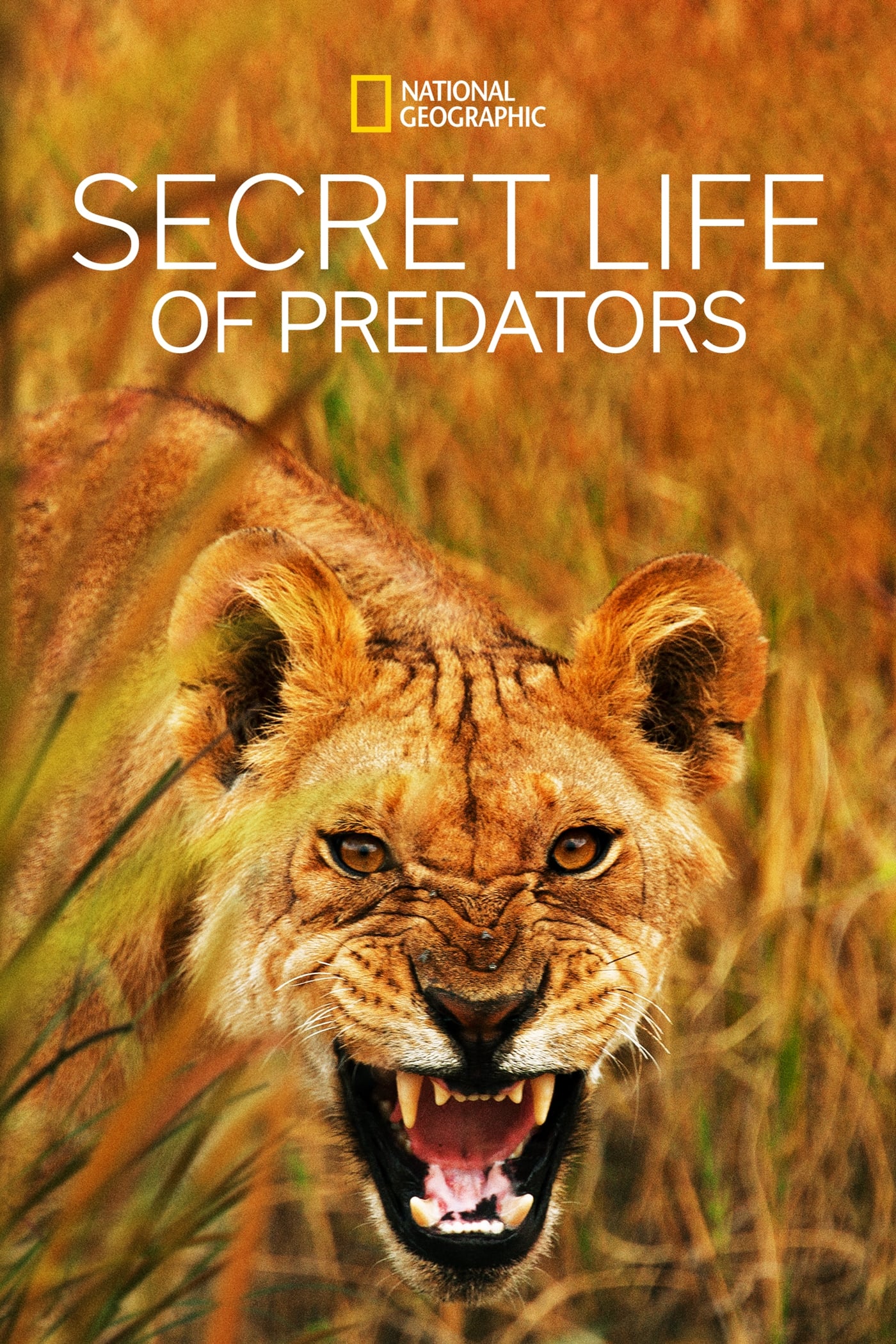 Secret Life of Predators | Secret Life of Predators