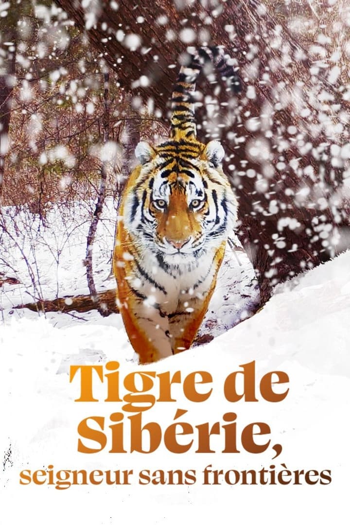 Tigre de Sibérie, seigneur sans frontières | Tigre de Sibérie, seigneur sans frontières