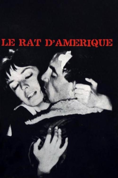 Le Rat d'Amérique