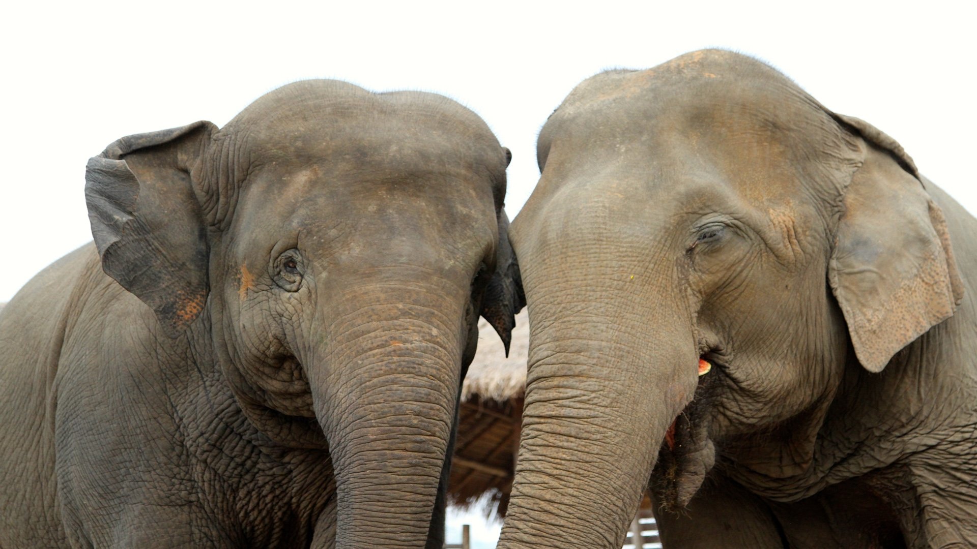 Elephant Tales|Elephant Tales