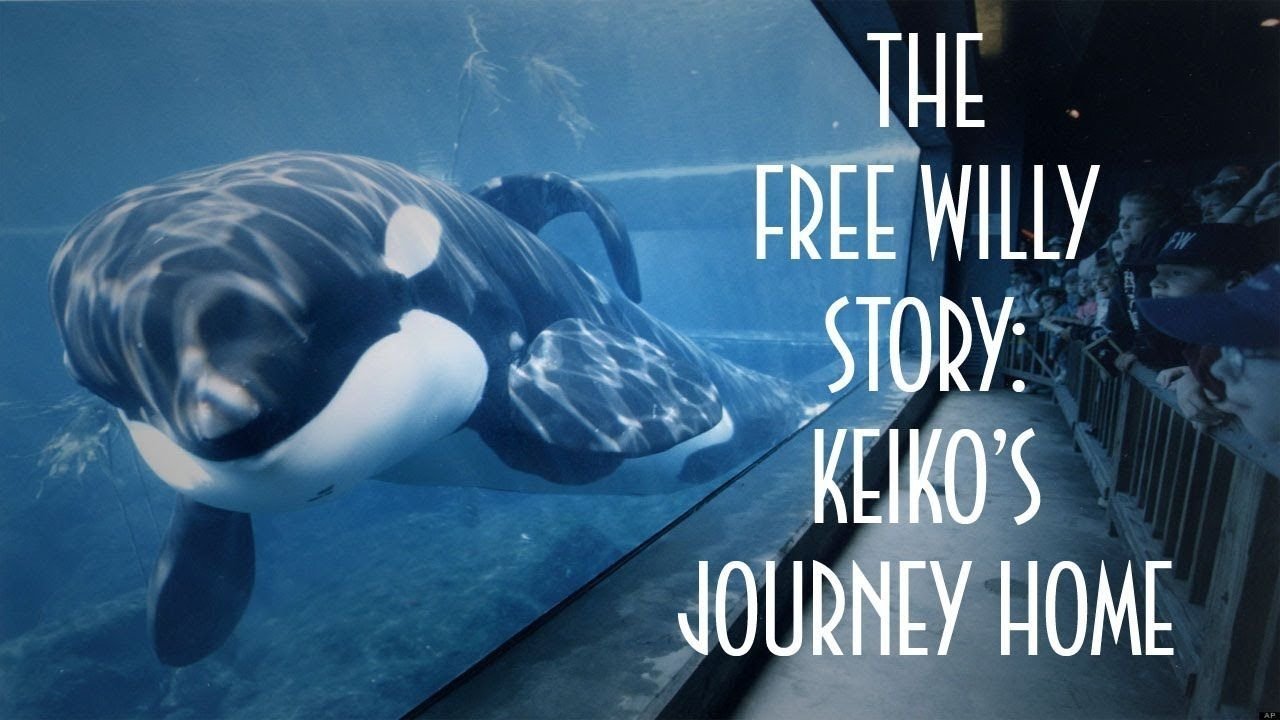The Free Willy Story - Keiko's Journey Home|The Free Willy Story - Keiko's Journey Home