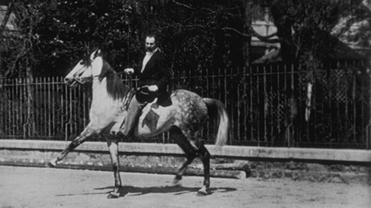 Cheval de haute école, II|Cheval de haute école, II