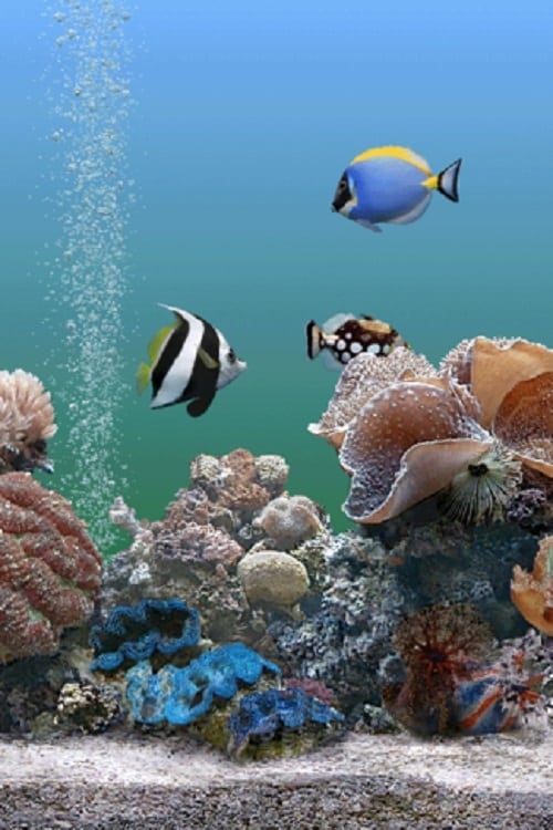 Coral Dreamscapes: An Exotic Aquarium | Coral Dreamscapes: An Exotic Aquarium