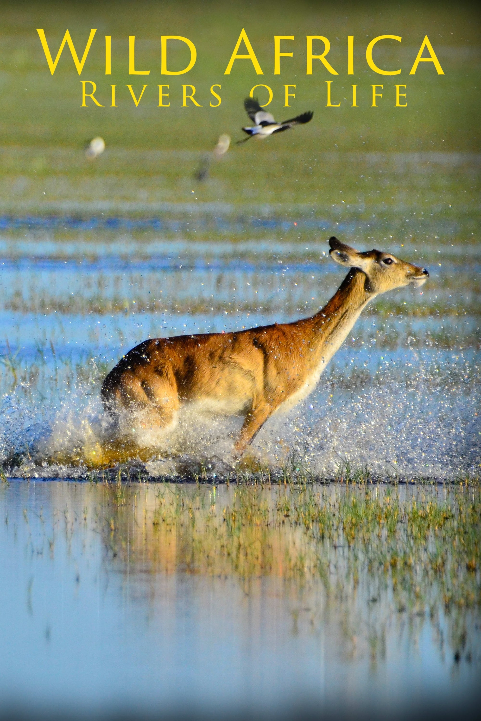 Wild Africa: Rivers of Life