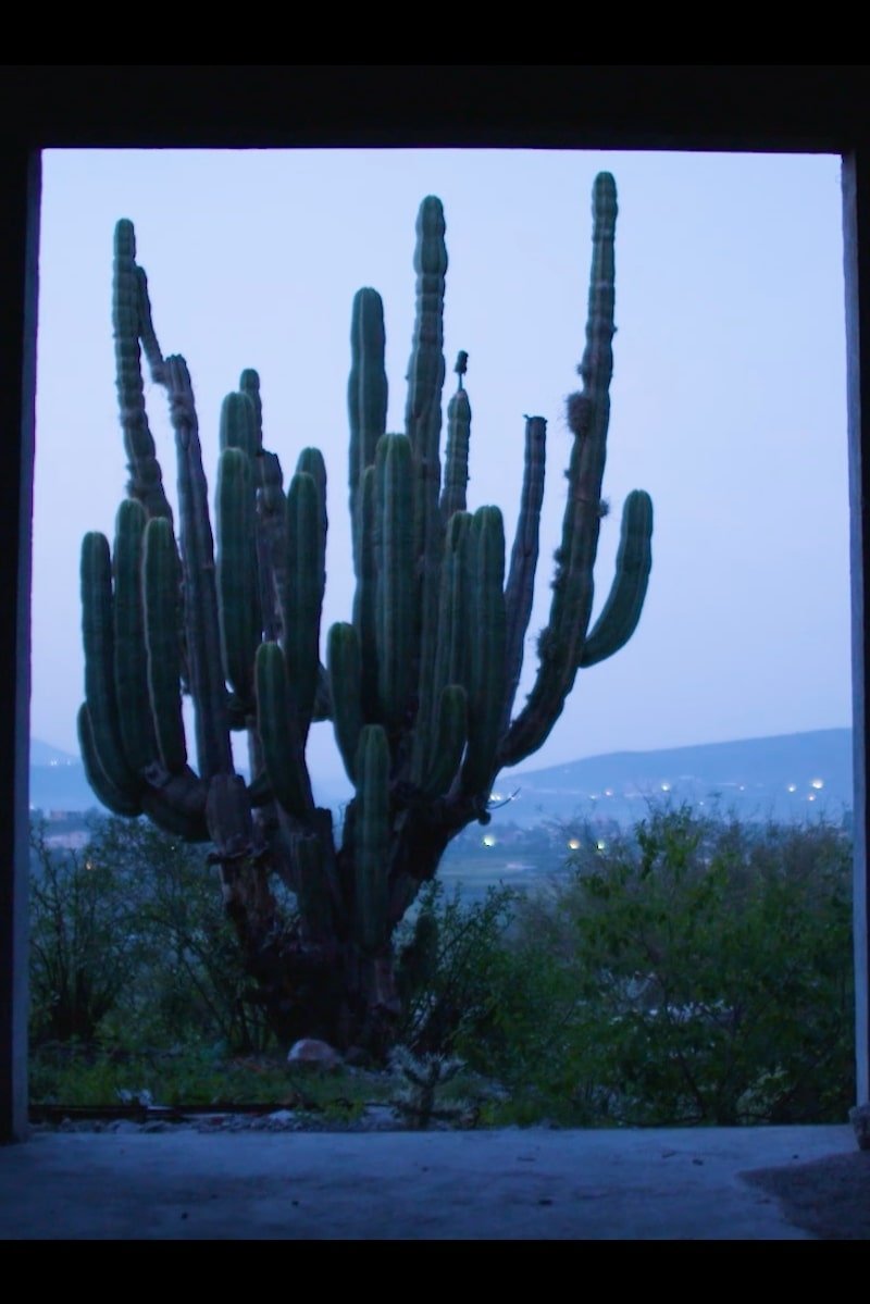 Night of the Coyotes | Night of the Coyotes