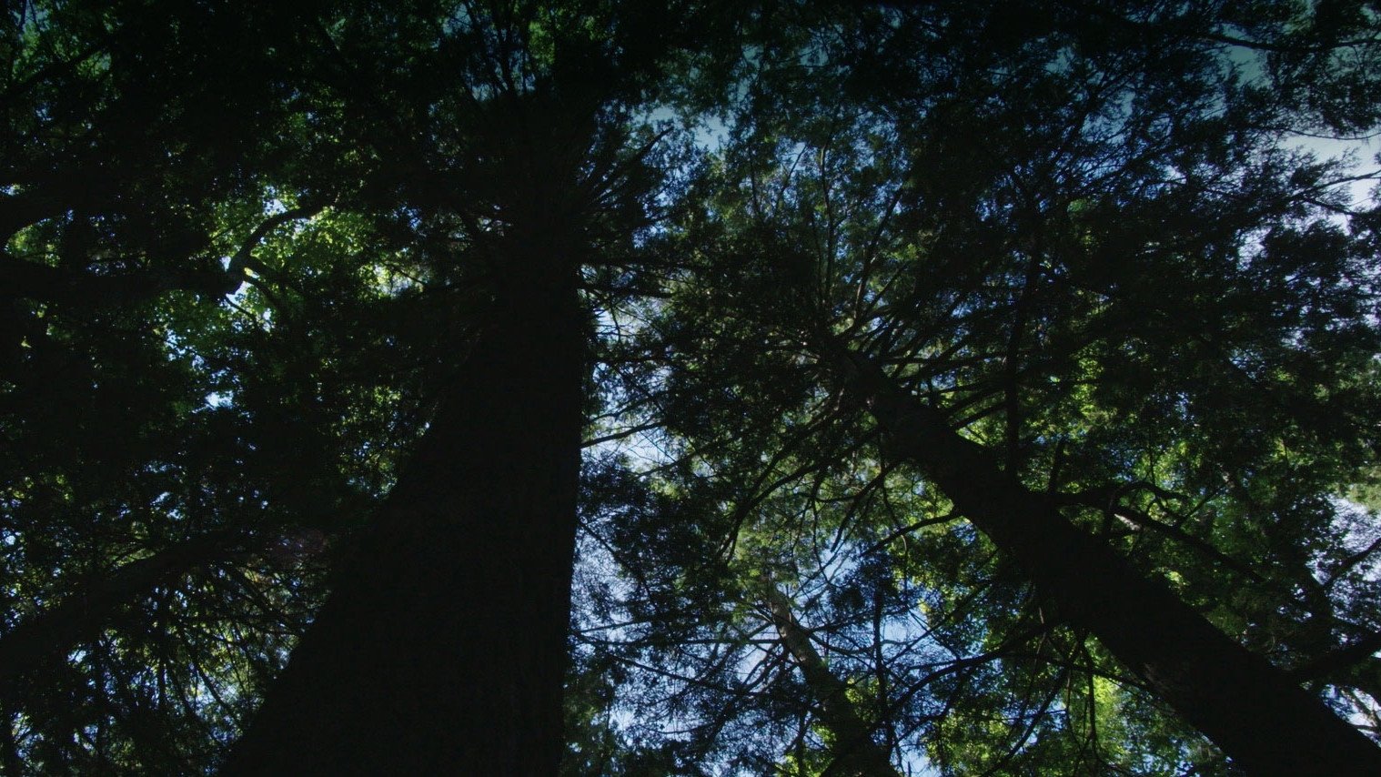 Burned: Are Trees the New Coal?|Burned: Are Trees the New Coal?