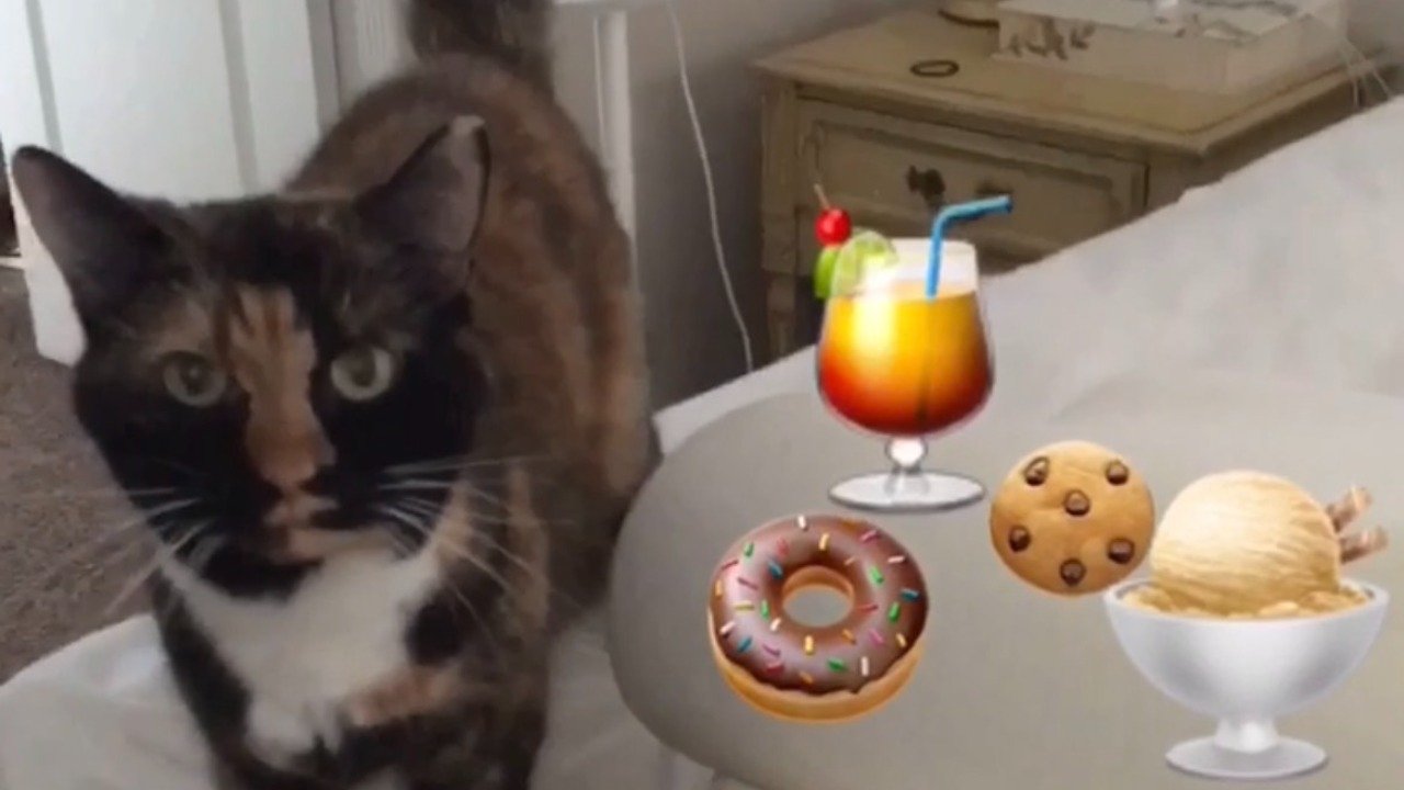 The Adventures of Murphy the Cat #7|The Adventures of Murphy the Cat #7