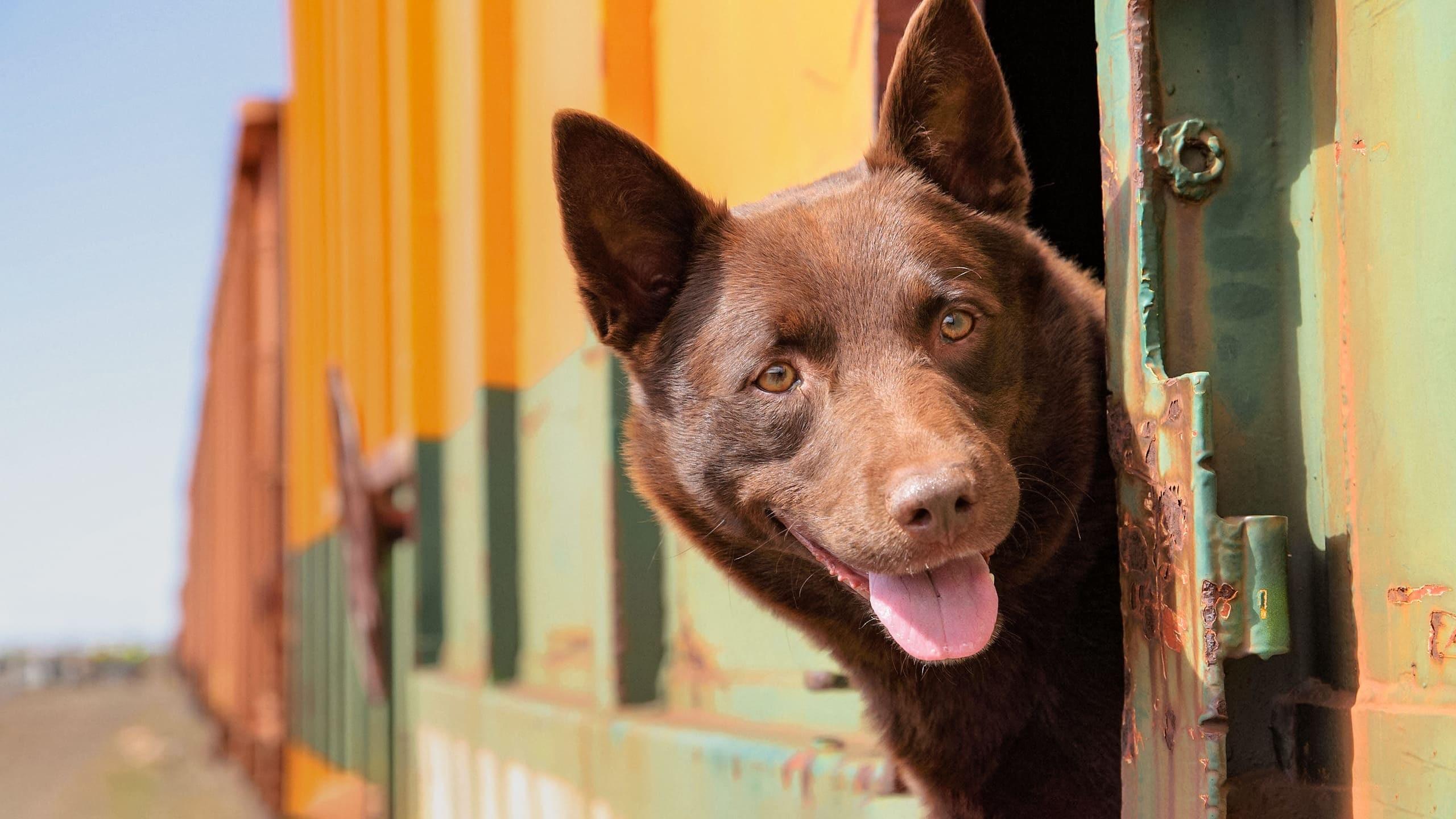 Koko: A Red Dog Story|Koko: A Red Dog Story