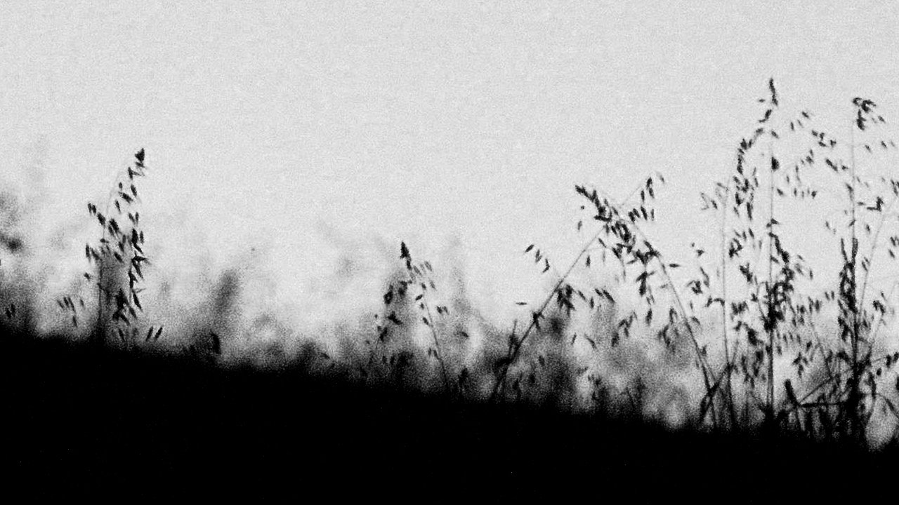MIRTILLO - numerus I|MIRTILLO - numerus I