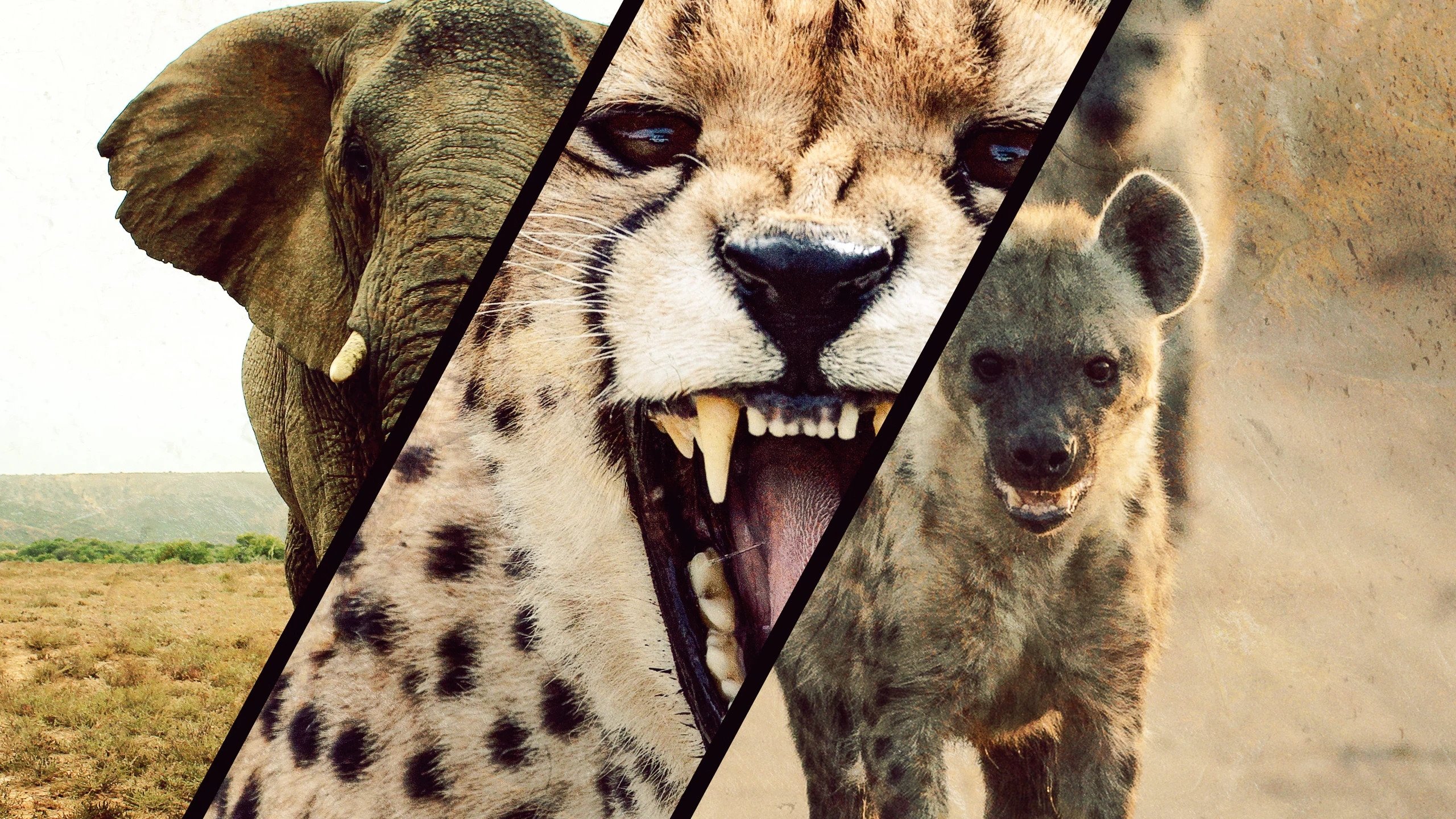 Fierce Queens|Fierce Queens