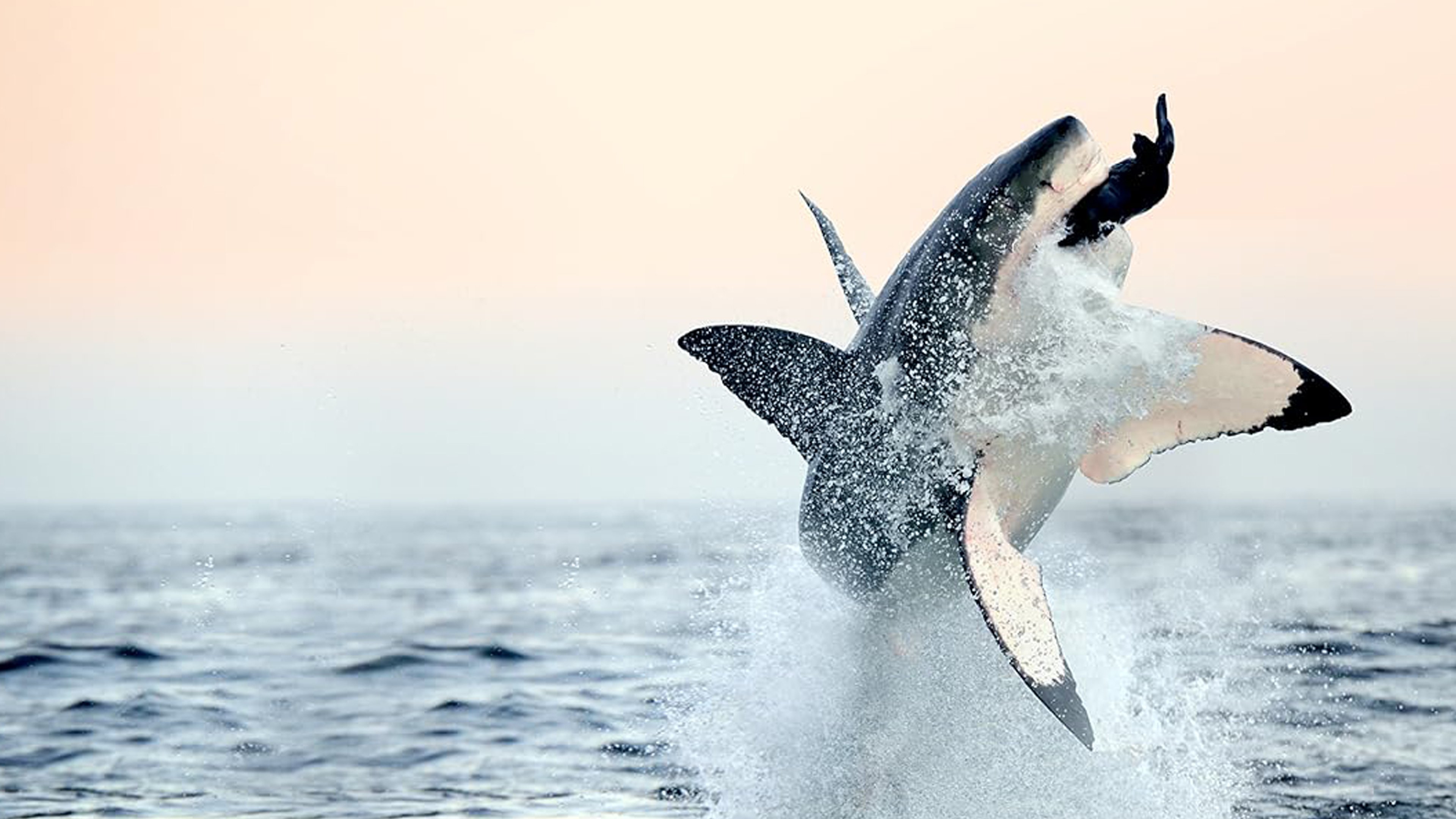 Air Jaws: Back from the Dead|Air Jaws: Back from the Dead
