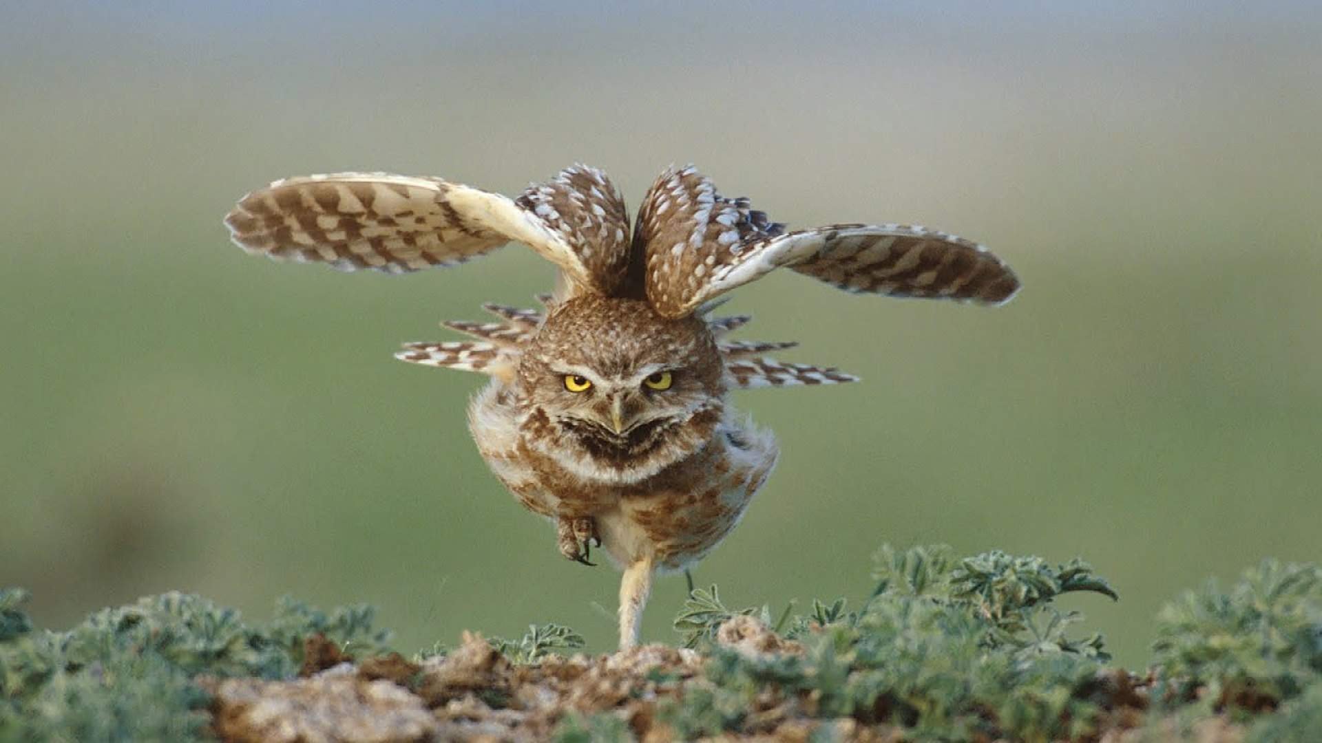 Great Plains: America's Lingering Wild|Great Plains: America's Lingering Wild