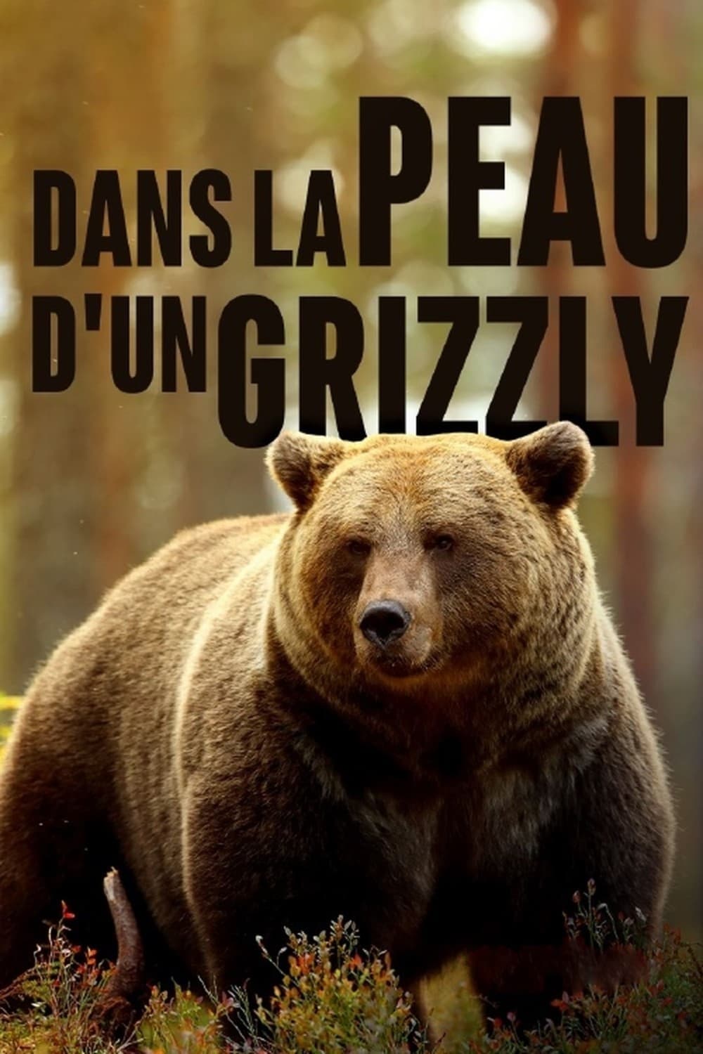 Grizzlys hautnah | Grizzlys hautnah