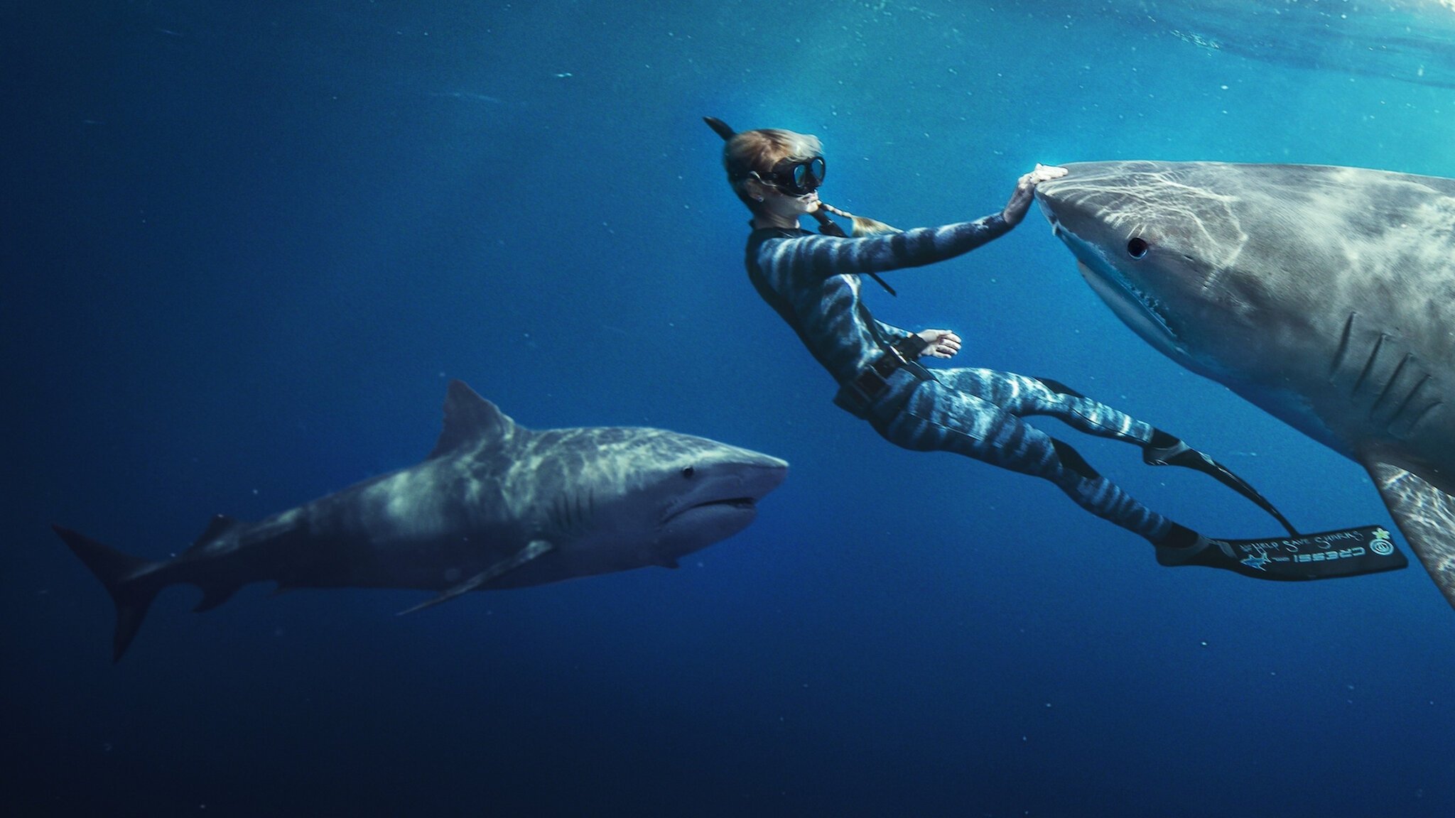 Shark Whisperer|Shark Whisperer