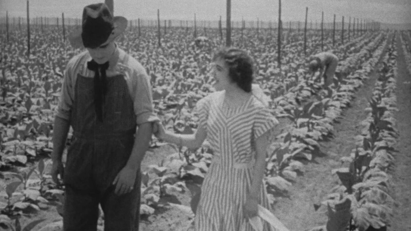 The Rose of Kentucky|The Rose of Kentucky
