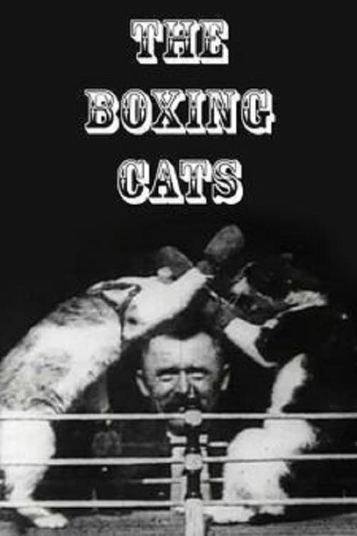 Prof. Welton's Boxing Cats | Prof. Welton's Boxing Cats