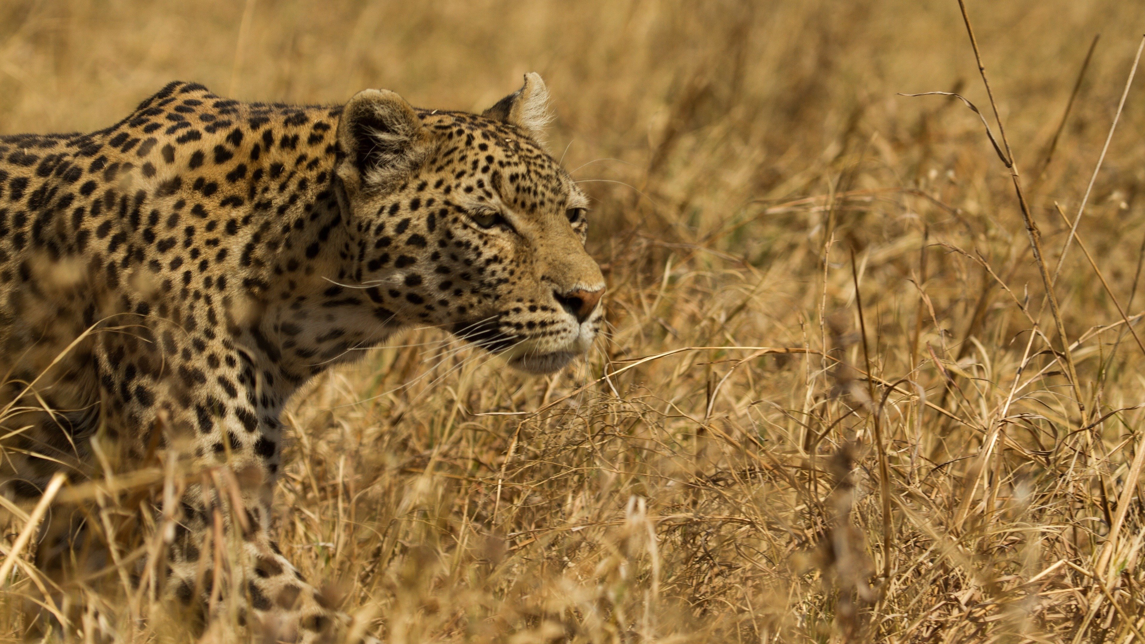 Leopard & Hyena: Strange Alliance|Leopard & Hyena: Strange Alliance