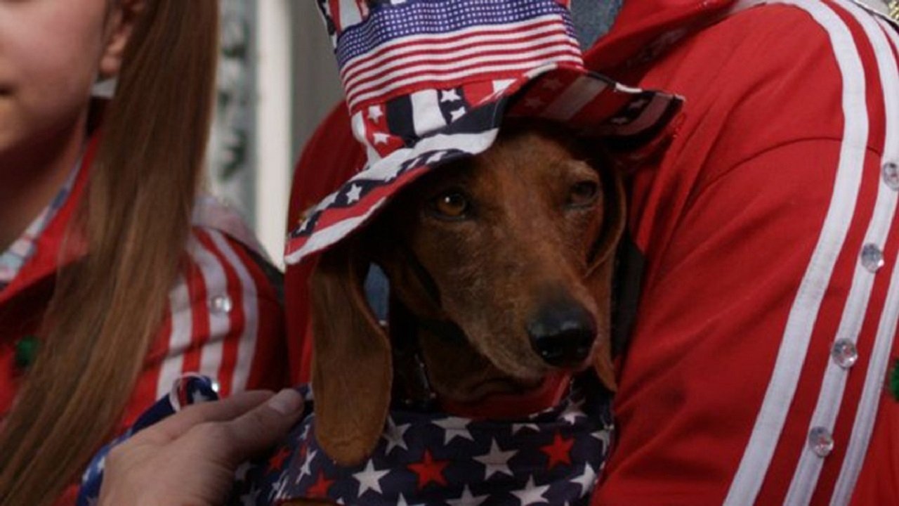 Wiener Dog Internationals|Wiener Dog Internationals