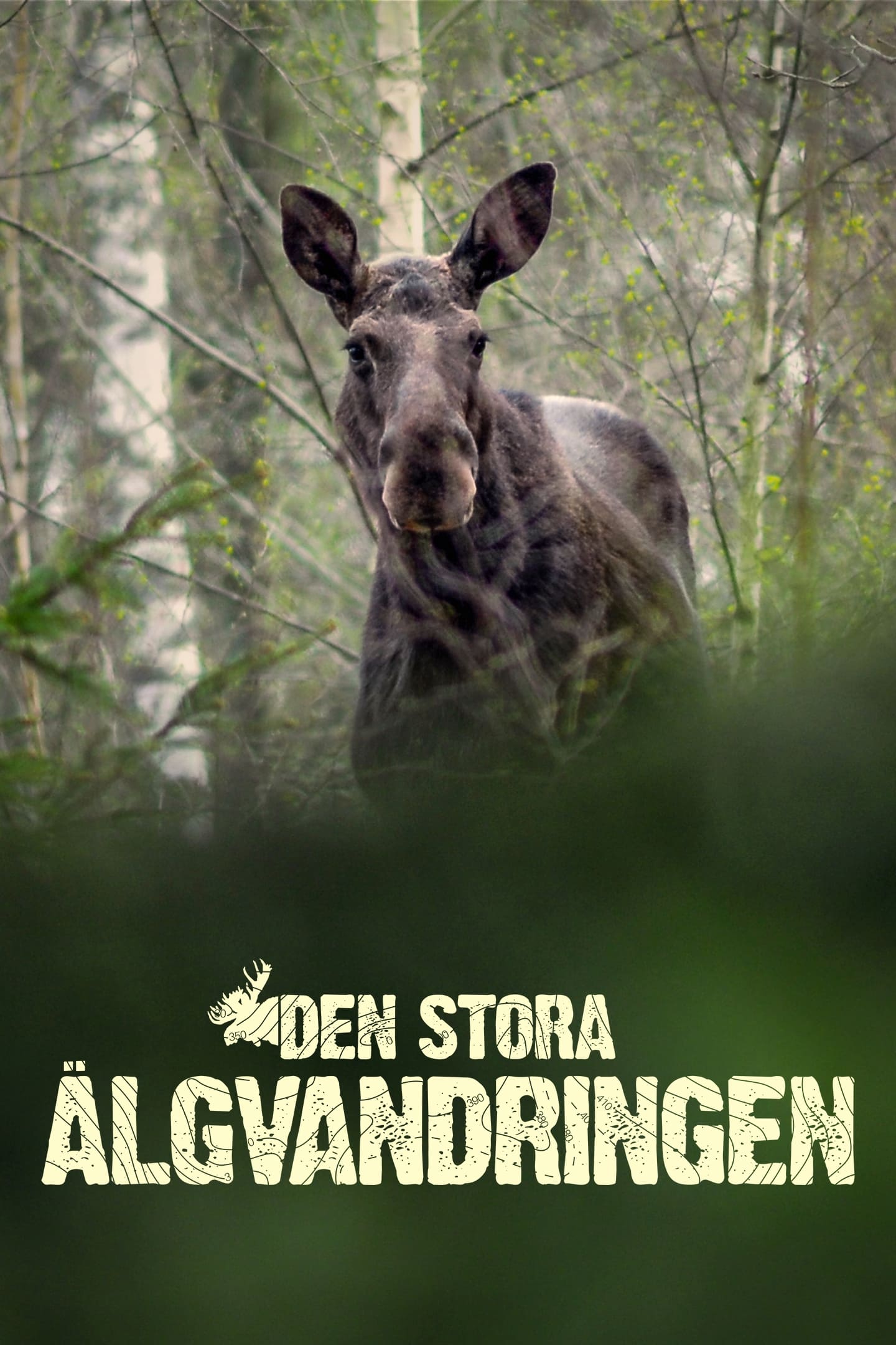 Den stora älgvandringen | Den stora älgvandringen