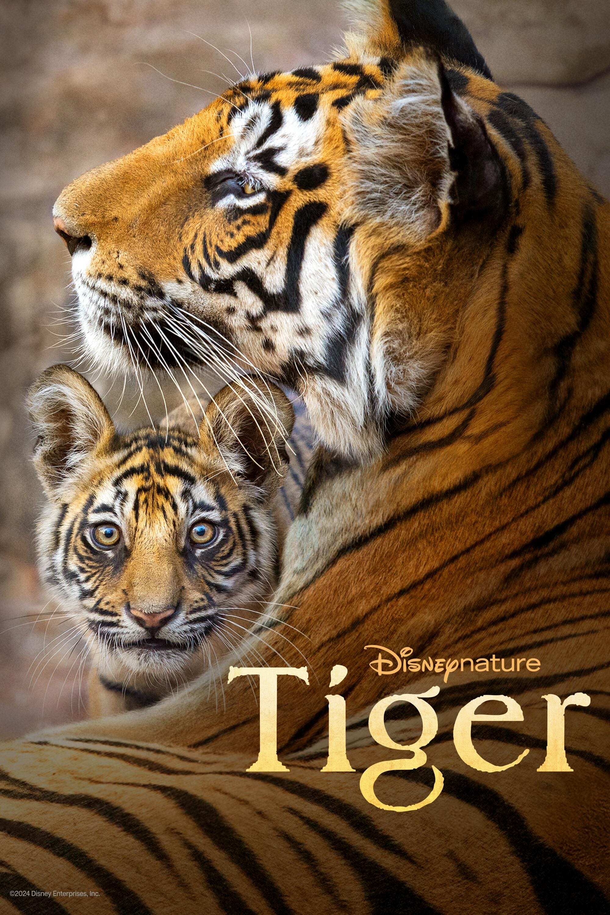 Tiger | Tiger