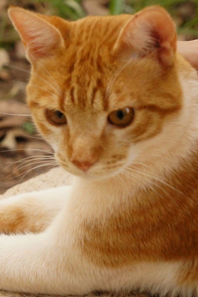 بازیگر Cenourinha  
