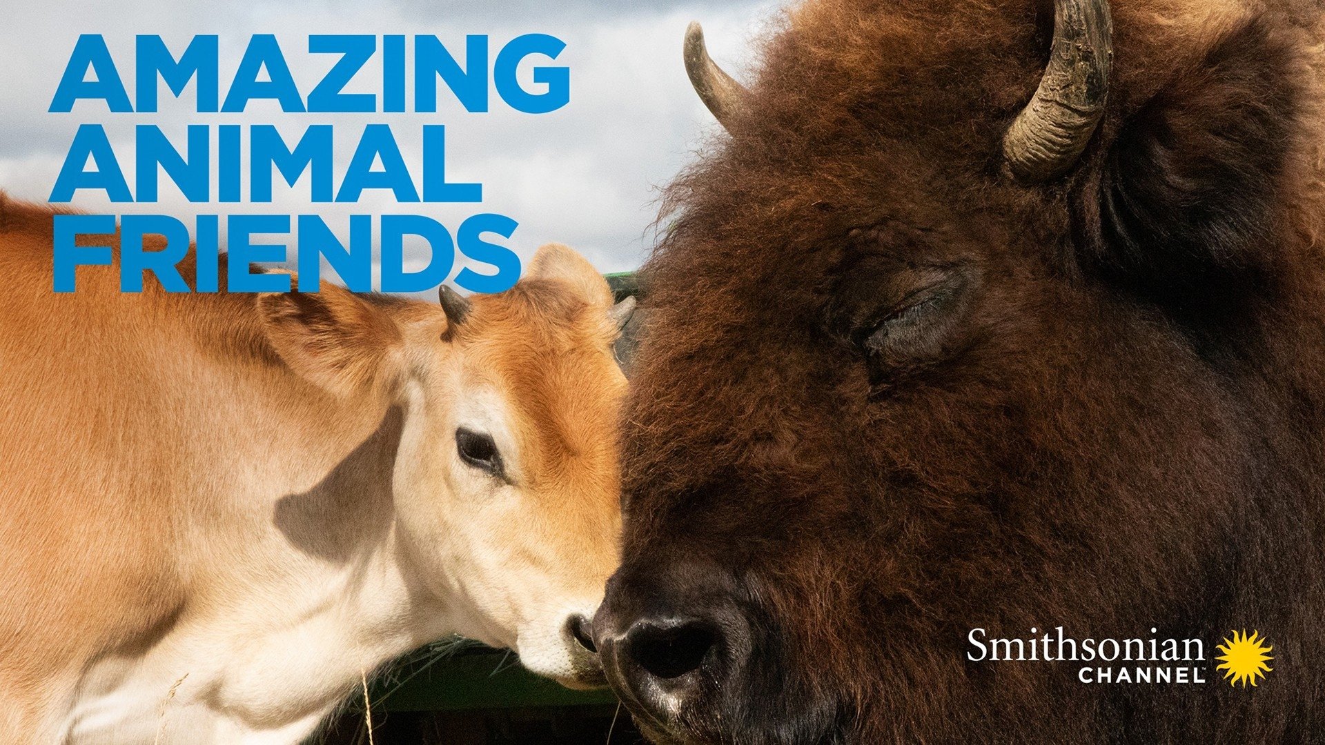 Amazing Animal Friends|Amazing Animal Friends