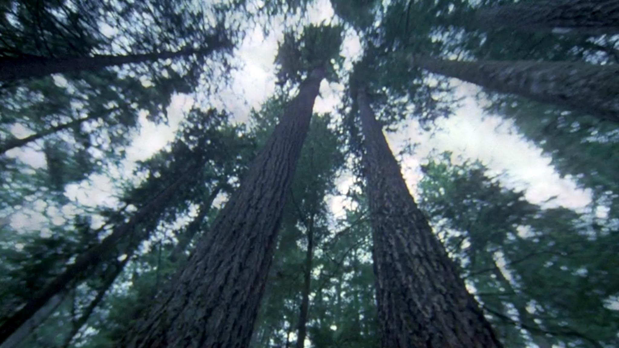 Another Side of the Forest|Another Side of the Forest