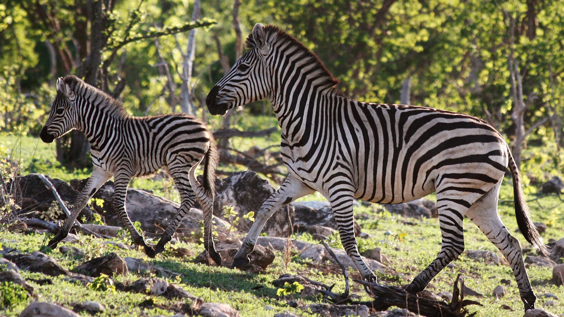 Nature's Epic Journeys|Nature's Epic Journeys