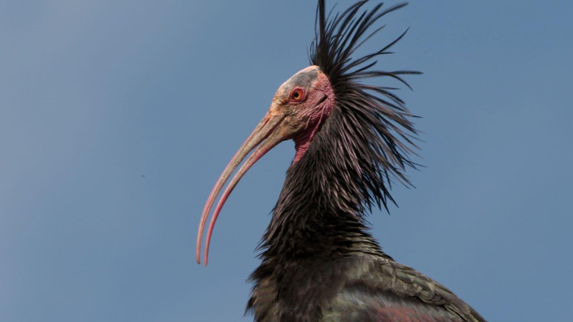Der Waldrapp: Zugvogel im Aufwind|Der Waldrapp: Zugvogel im Aufwind