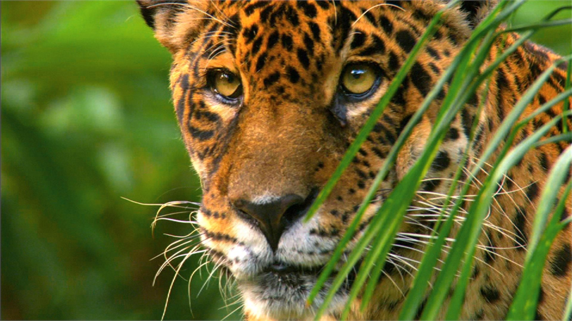 Wild Amazon|Wild Amazon
