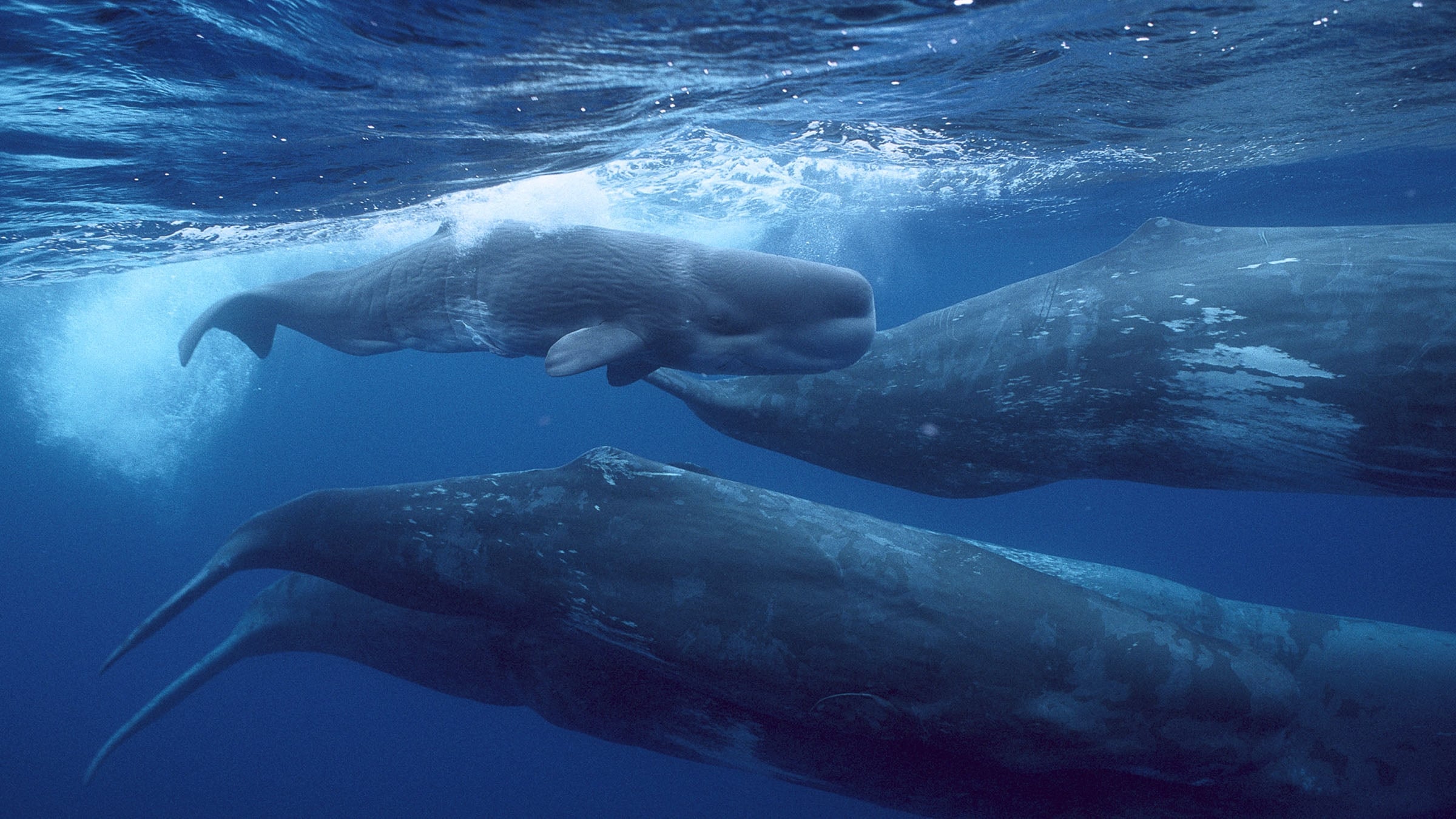 Giants of the Deep Blue|Giants of the Deep Blue