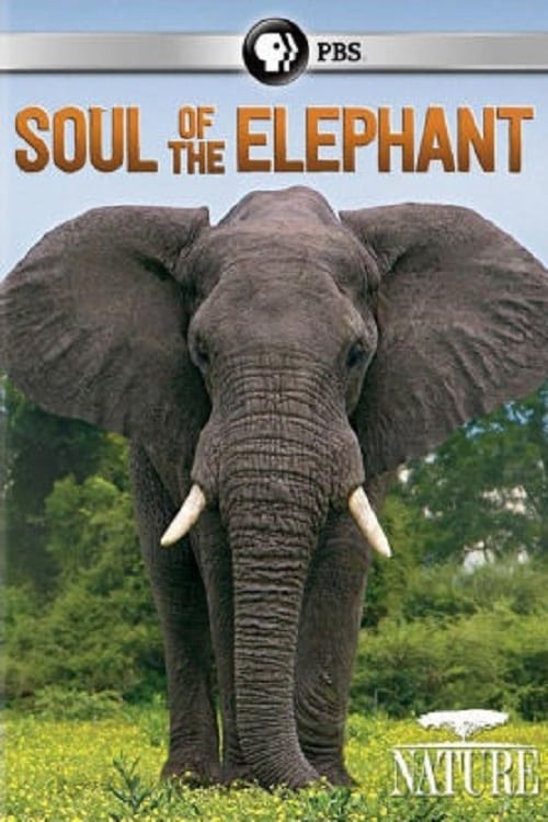 Soul of the Elephant | Soul of the Elephant