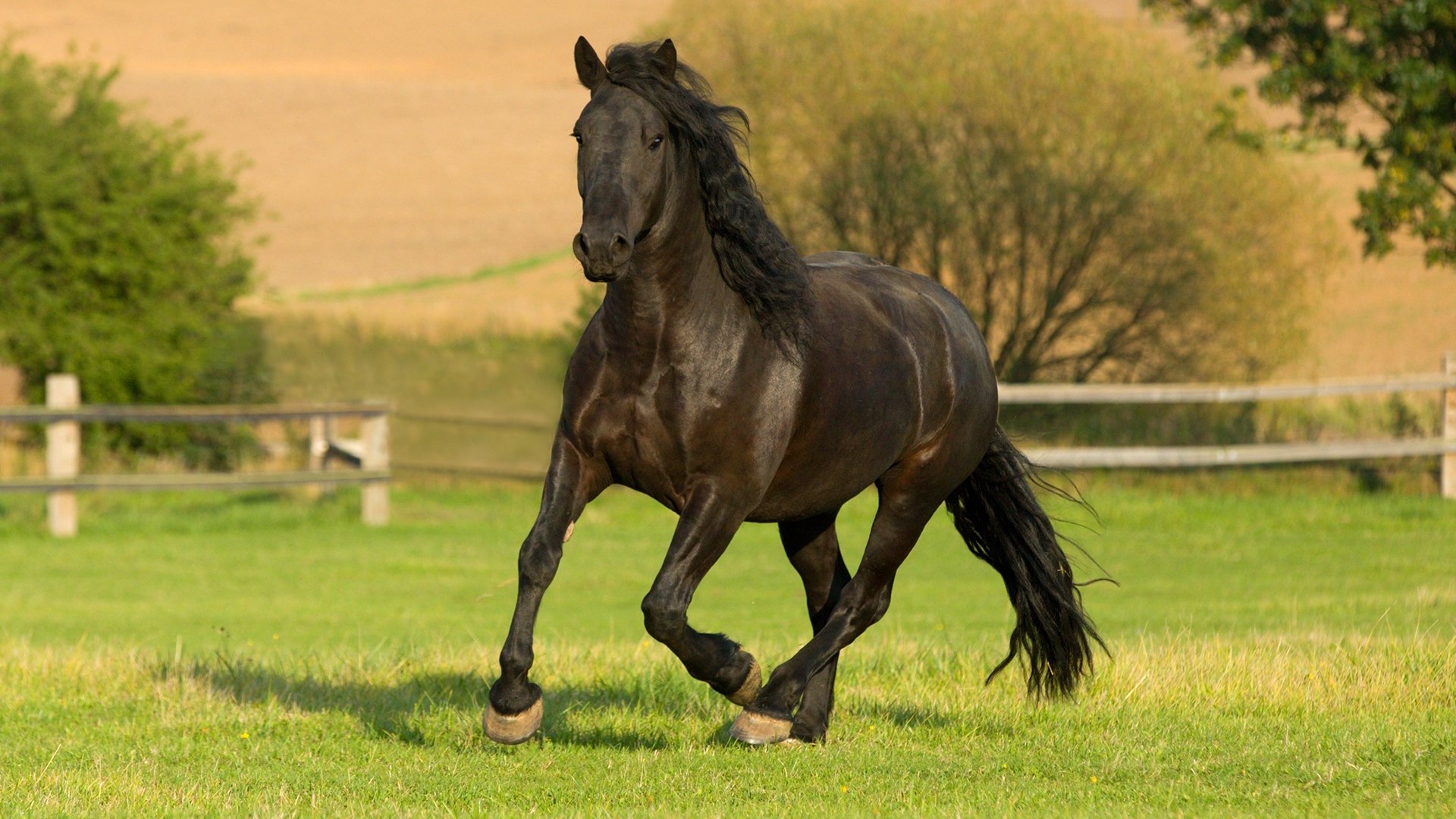 The Adventures of Black Beauty|The Adventures of Black Beauty