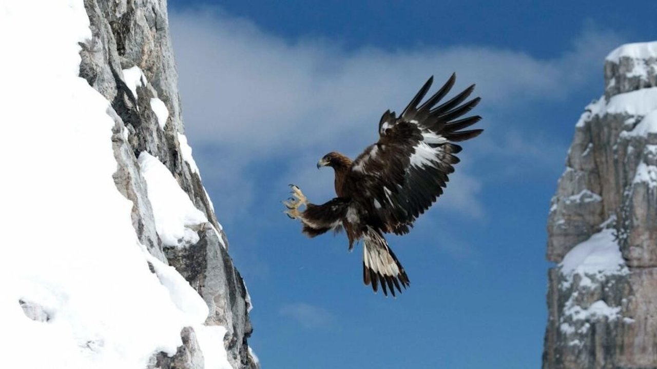 L'aigle royal, seigneur des Alpes|L'aigle royal, seigneur des Alpes