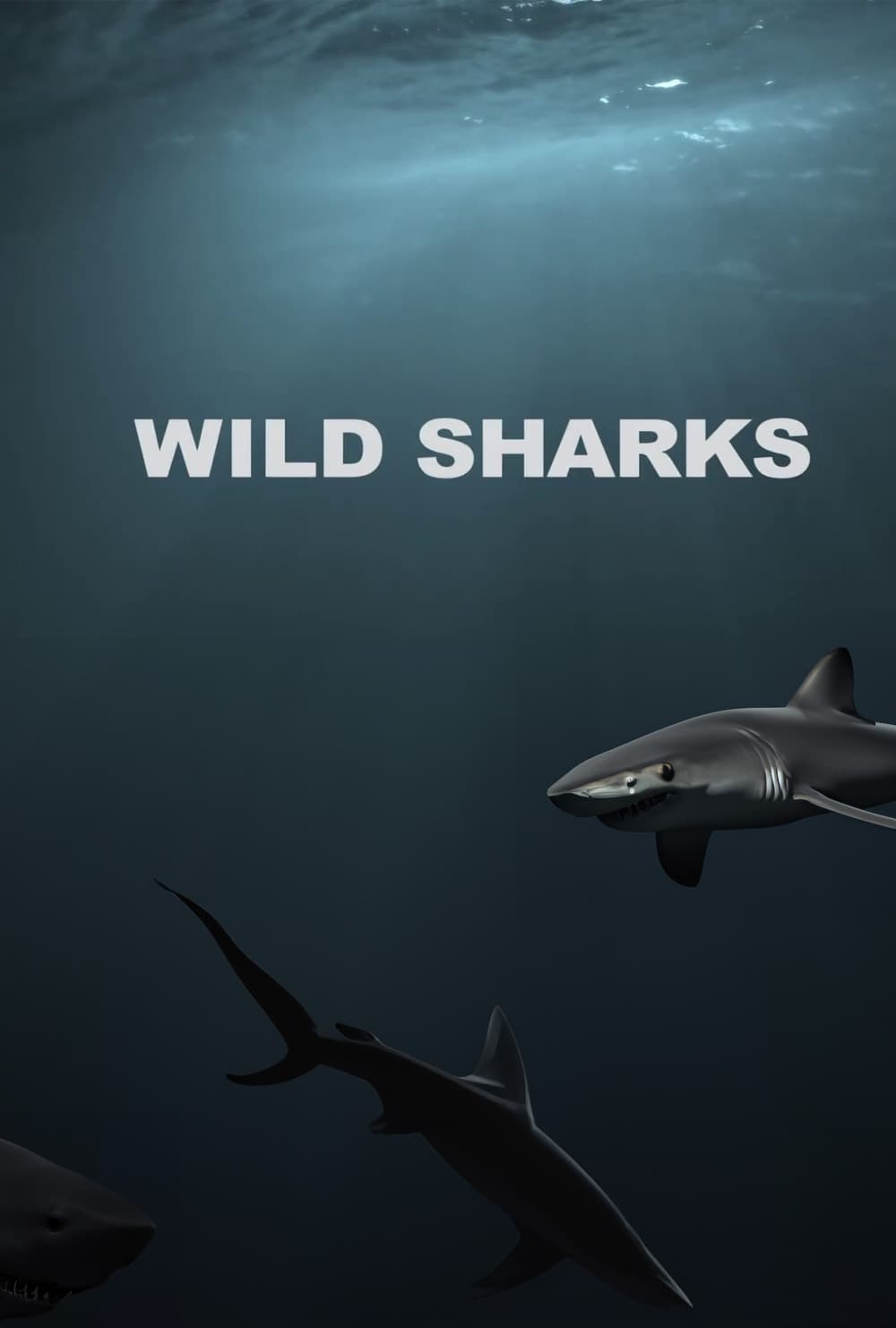 Wild Sharks | Wild Sharks