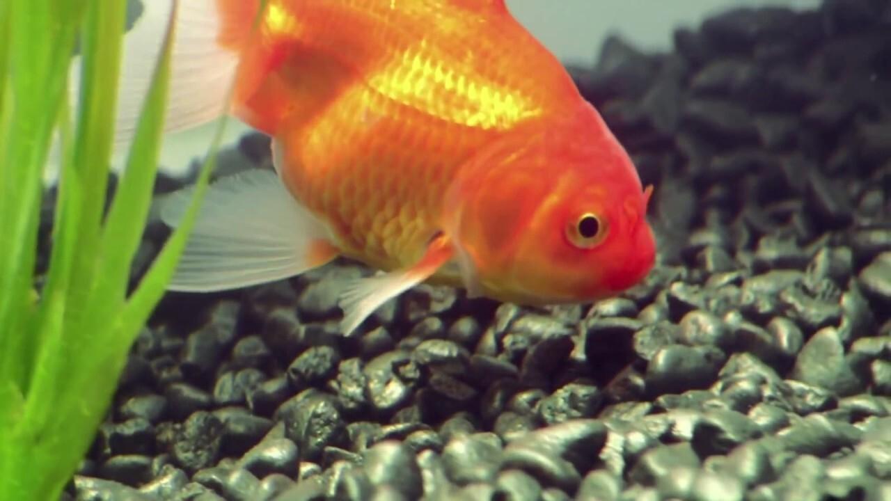 Goldfish|Goldfish