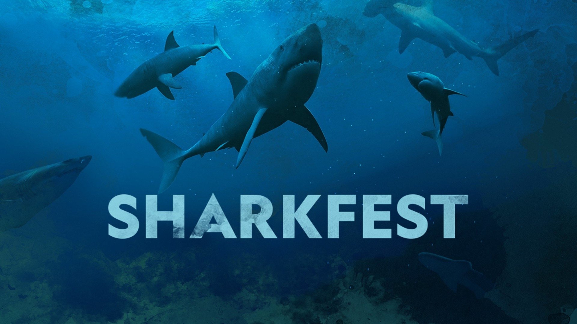 Sharkfest|Sharkfest