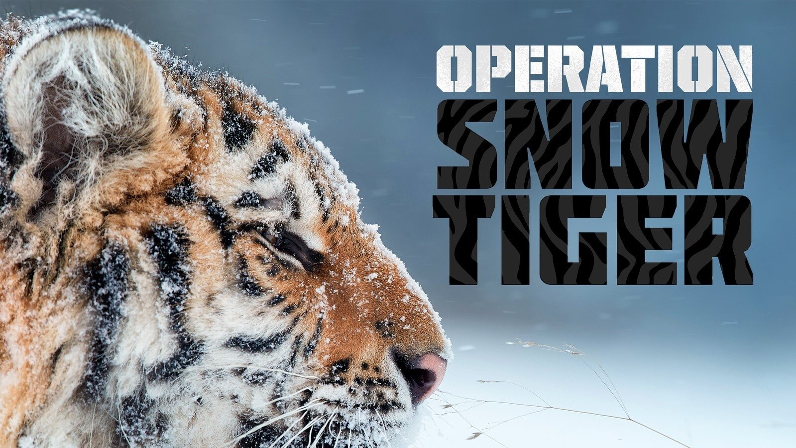 Operation Snow Tiger|Operation Snow Tiger