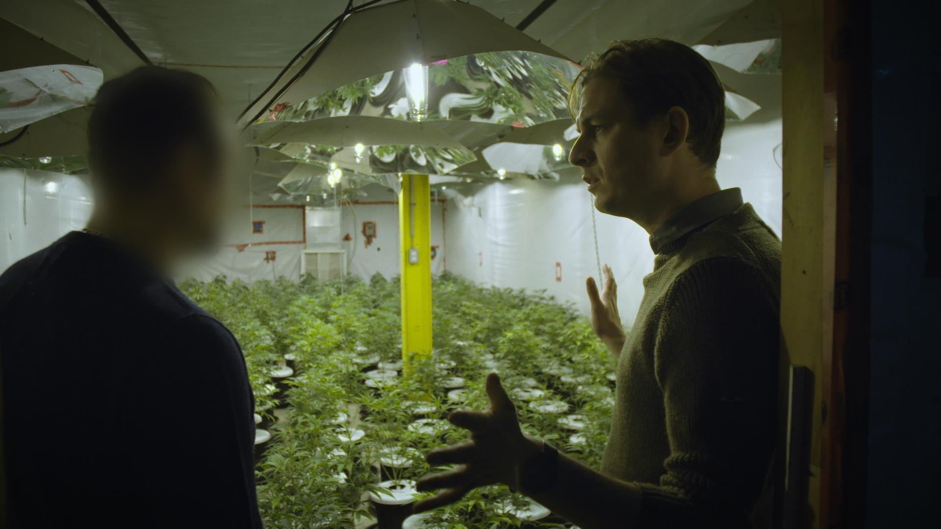 Cannabis illégal|Cannabis illégal