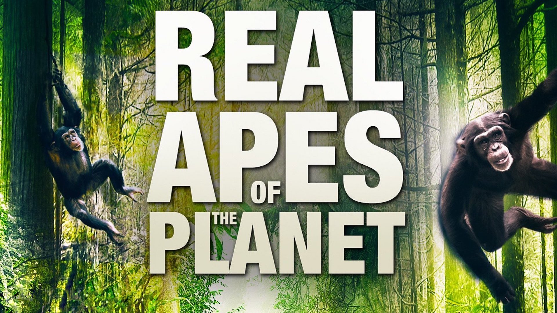 The Real Apes of the Planet|The Real Apes of the Planet
