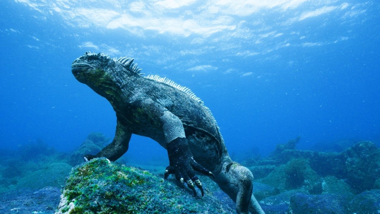 Galapagos 3D: Nature's Wonderland|Galapagos 3D: Nature's Wonderland