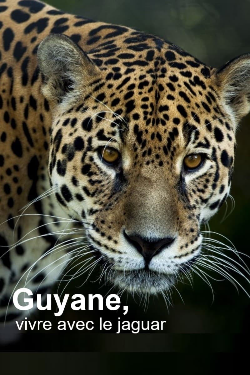 Guyane, vivre avec le jaguar | Guyane, vivre avec le jaguar