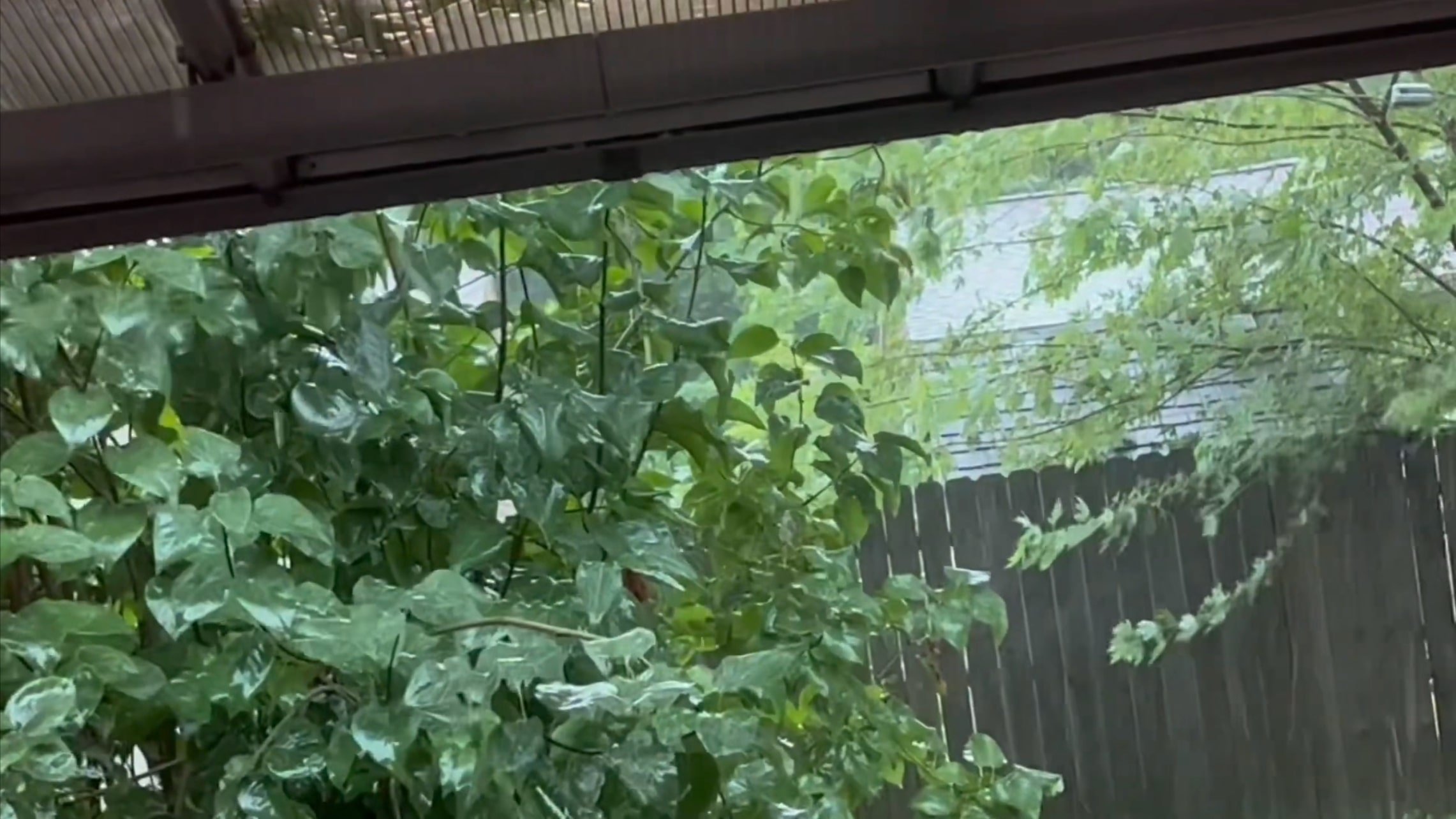 Drizzle of the Rain|Drizzle of the Rain