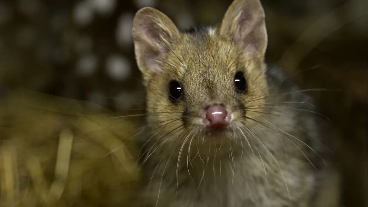 Quoll Farm|Quoll Farm