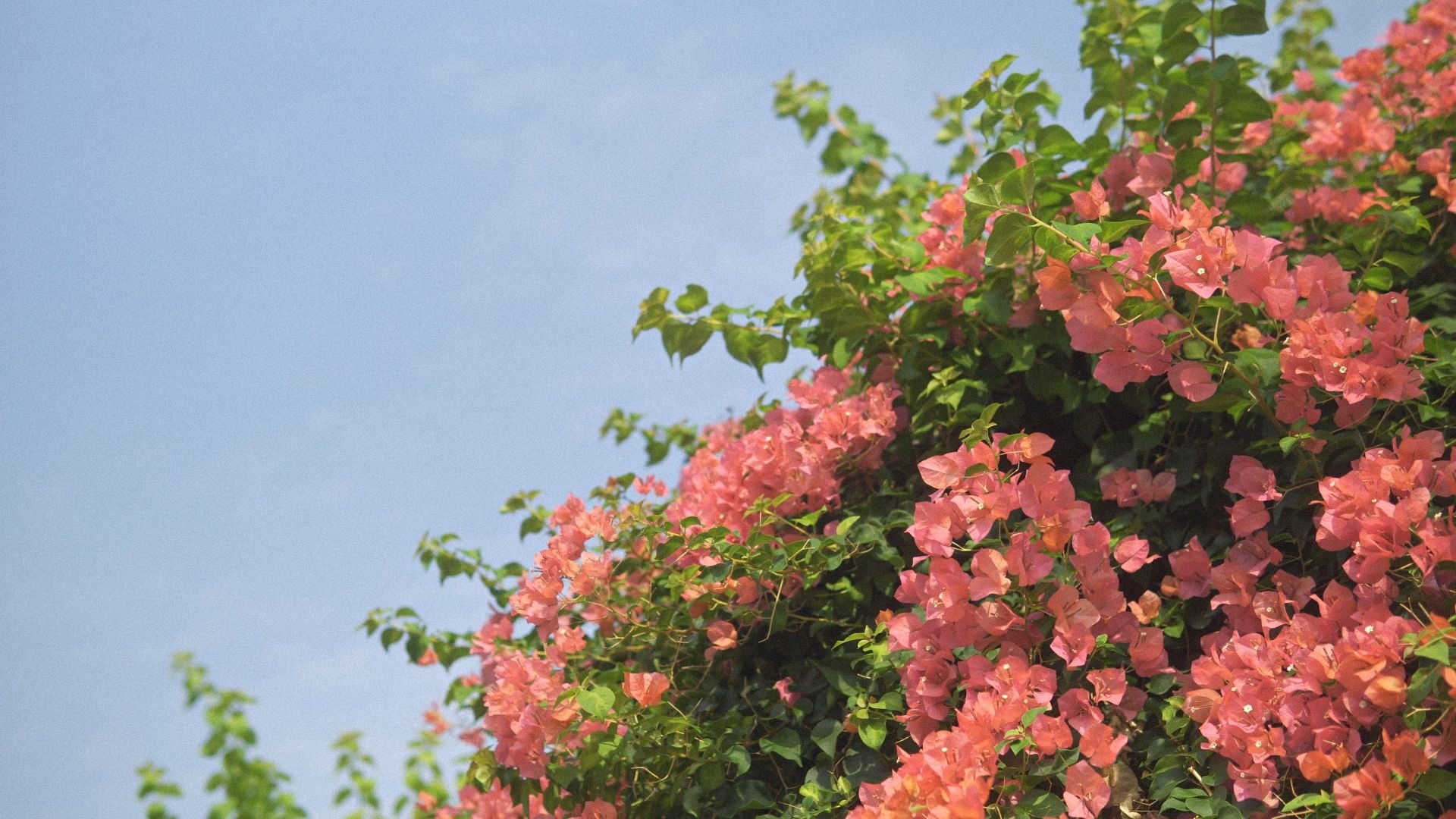 Pink&Pastel|Pink&Pastel