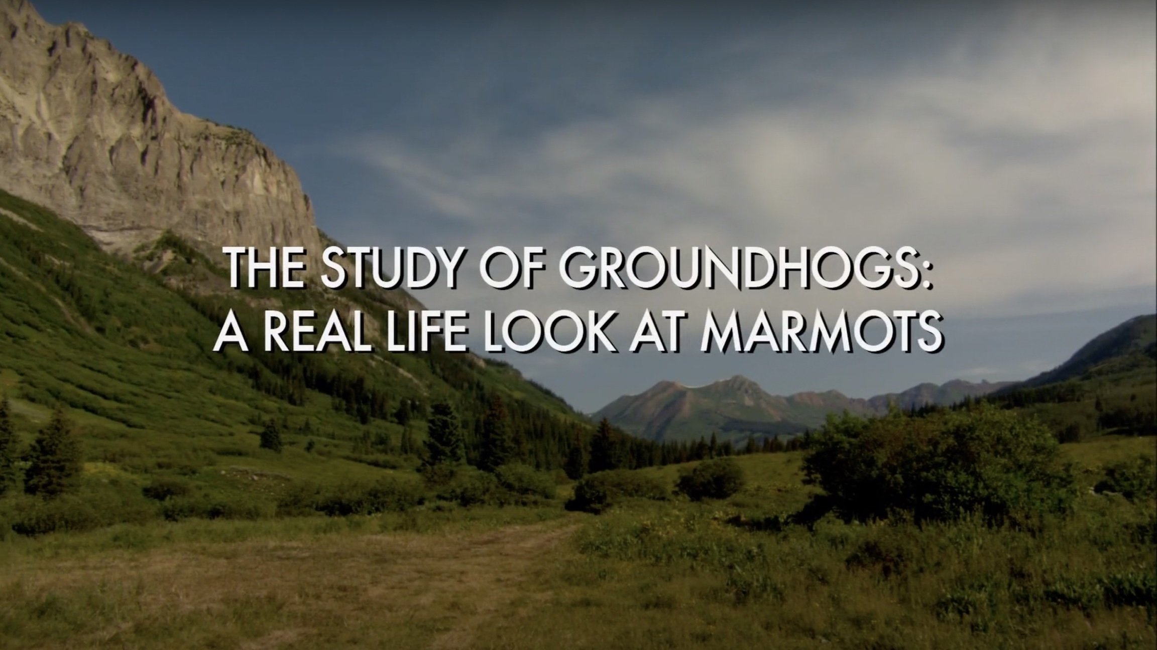 The Study Of Groundhogs: A Real Life Look At Marmots|The Study Of Groundhogs: A Real Life Look At Marmots