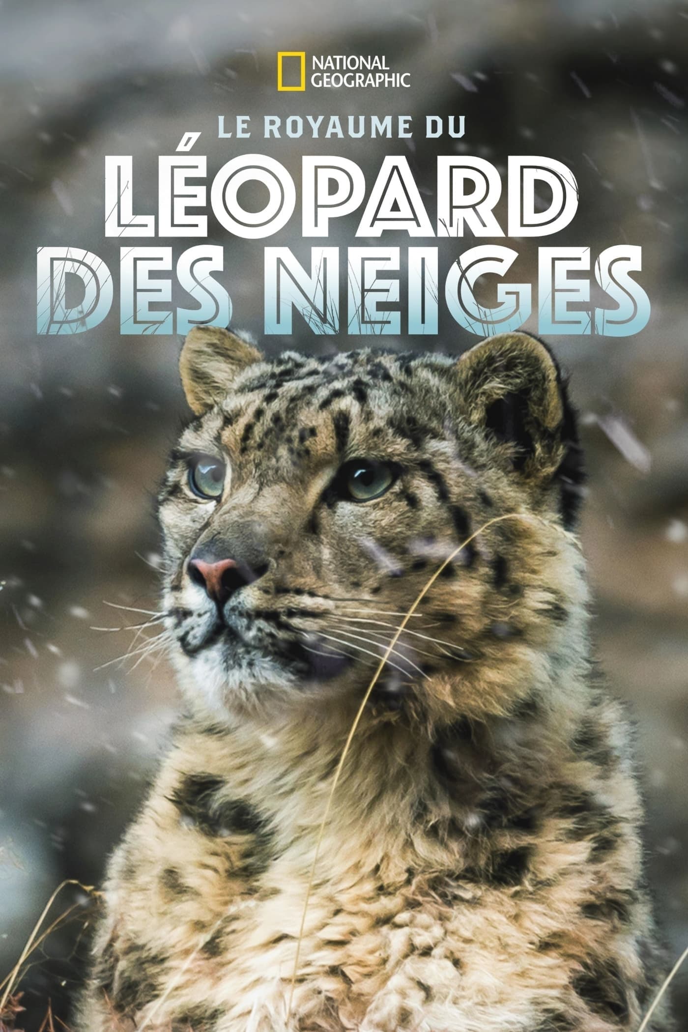 Le Royaume du léopard des neiges | Le Royaume du léopard des neiges