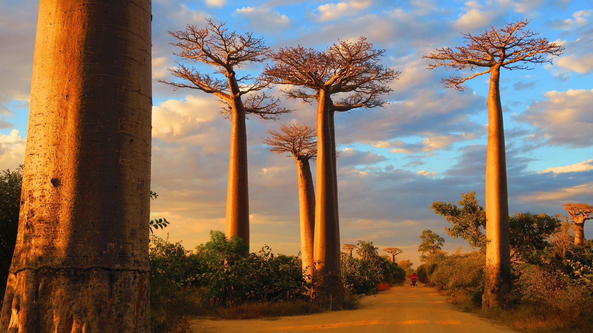 Madagascar, l'île sauvage|Madagascar, l'île sauvage